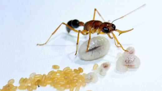 Mravenec druhu Harpegnathos saltator