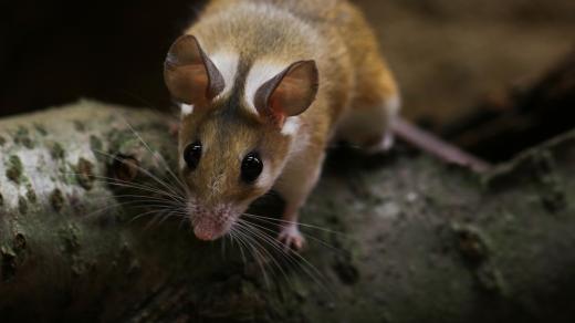 Myš bodlinatá (Acomys cahirinus)
