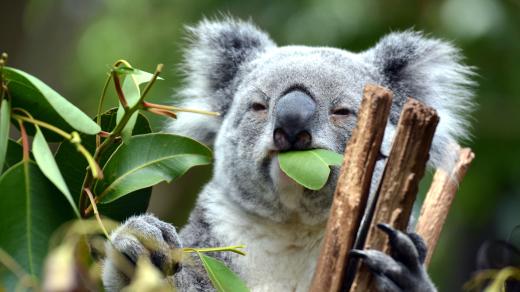 Když koaly zrovna nežvýkají eukalyptus, hodně spí