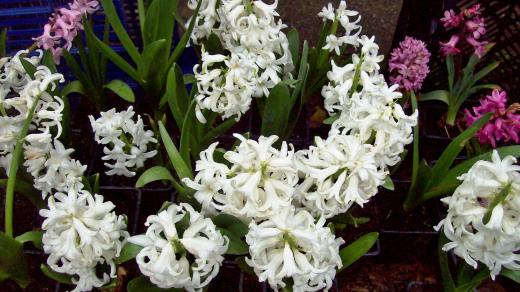 Kvetoucí hyacinty