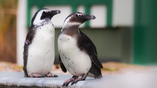 Tučňáci se v Safari Parku Dvůr Králové koupou i v mrazech