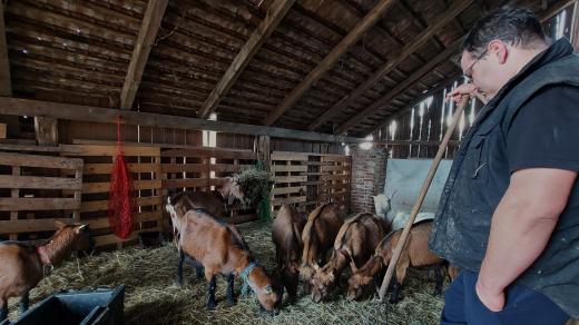 V křešických kozích stájích převládá hnědá česká krátkosrstá koza