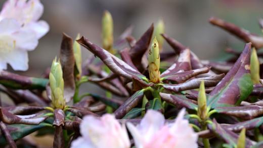 Poškozené listy rododendronů, keř zmladíme až po odkvětu