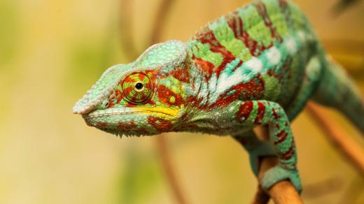 Babyboom vtrhl do nové expozice madagaskarského pohoří Makay v pavilonu Ptačí svět v Safari Parku Dvůr Králové - chameleon pardálí