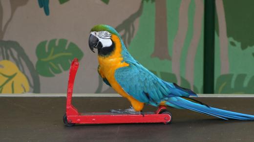 Umí váš papoušek jezdit na koloběžce? Třeba se dostane do Guinnessovy knihy rekordů