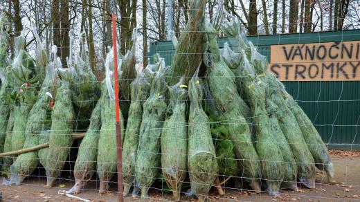 Prodej vánočních stromků připraven