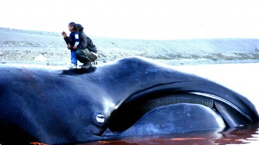Velryba grónská ulovená eskymáky v roce 2002