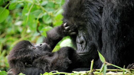 „Jedním z našich velkých projektů je studium nemocí velkých primátů v Africe, studujeme například infekční onemocnění horských goril ve Rwandě. Je jich posledních 800.“ 