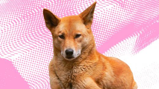 Ivanu šokovala zpráva, že dingo pralesní, známý také jako zpívající pes, z přírody zdánlivě nenávratně zmizel