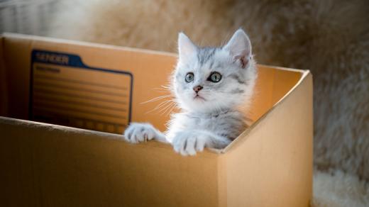 Nejlepší pelíšek pro kočky je prý obyčejná papírová krabice