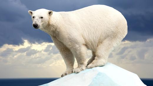 Jakou barvu má doopravdy srst ledního medvěda?