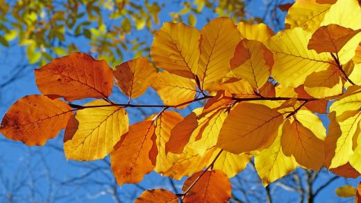 Podzim (ilustrační foto)