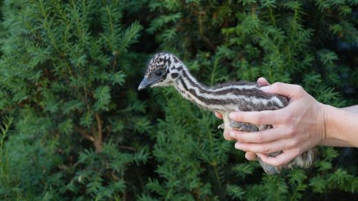 Zoopark Nehvizdy - mládě emu hnědého