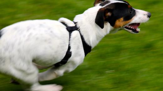 Běžící pes je plný radosti