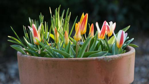 Okrasné tulipány v květináči