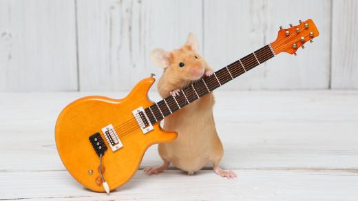 Samečci myší zpívají milostné písničky