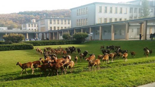 Stádo muflonů se přesunulo do areálu Thomayerovy nemocnice v Krči ze sousedního Kunratického lesa