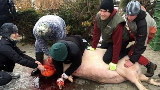 Prase se musí nejprve vykrvit