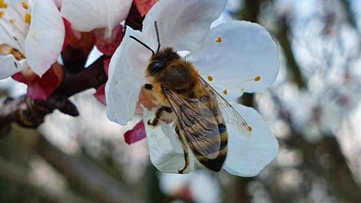 Včely na jaře potřebují hlavně kvetoucí stromy
