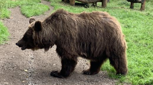 Medvědi Dáša a Ludvík mají svůj domov v zámeckém příkopu v Náchodě
