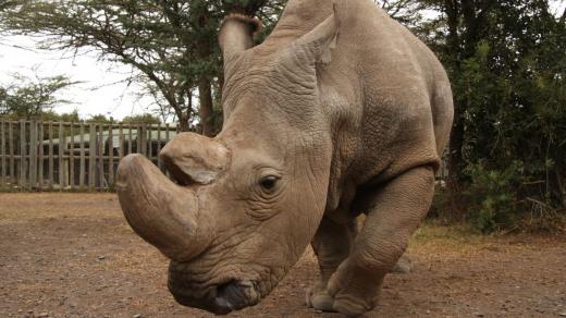 Sudán, poslední samec nosorožce tuponosého severního na světě