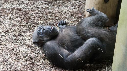 I šimpanz se může nudit