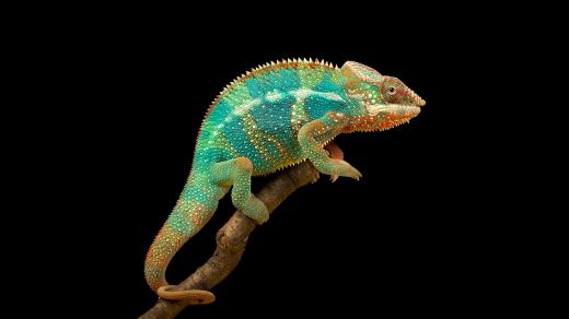Proč chameleoni mění barvu?