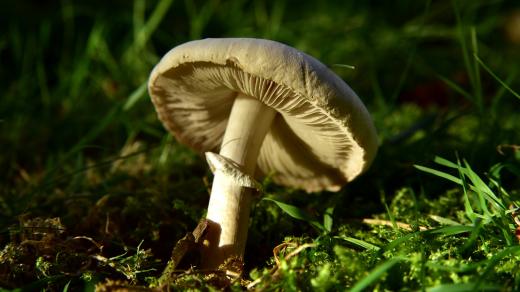 houby – houbaření