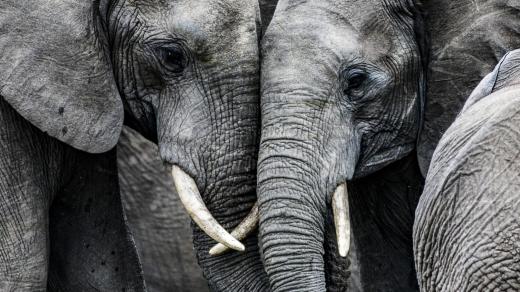 Sloni dokáží truchlit pro své mrtvé