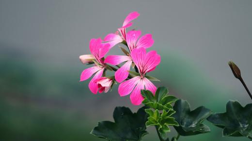 pelargonie
