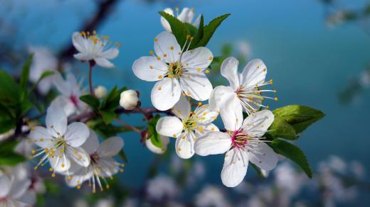Kvetoucí třešeň (ilustrační foto)