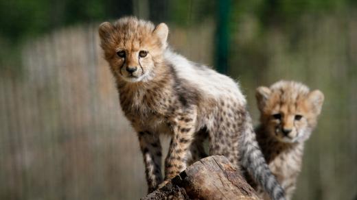 Z chovného centra gepardů v Safari Parku Dvůr Králové