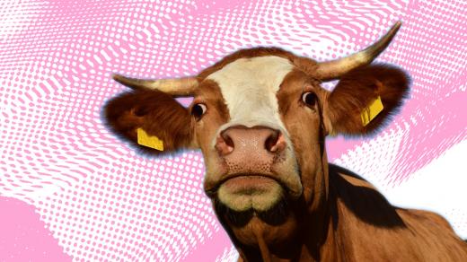 Mikrovlnky - krávy poslouchají vážnou hudbu