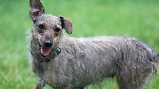 Pes Corny, útulek Třebíč