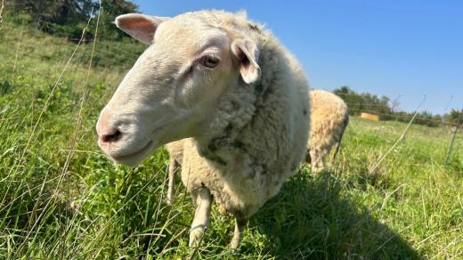 Ovce na farmě v Mouřínově