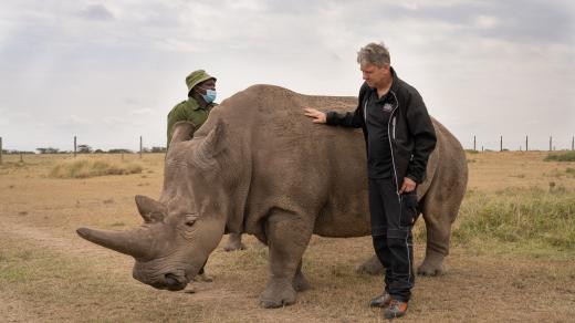 Populární samice Nájin se stala ambasadorkou projektu na záchranu nosorožců bílých severních