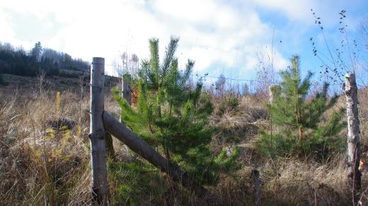 Oplocenky vznikají právě na ochranu mladých stromů před zvěří. Tyto borovice jsou zatím v relativním bezpečí