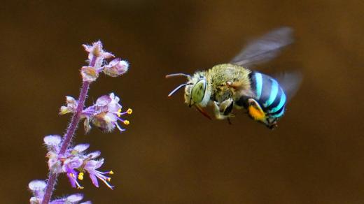 Modré australské včely K opylování k opylování rostlin používají vysokofrekvenční vibrace