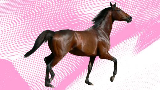 Mikrovlnky - kůň