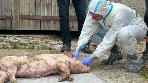 Cvičení na Libavé proti nebezpečným nákazám v podání veterinárních inspektorů
