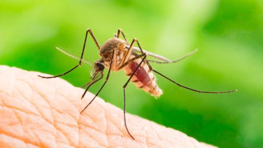 Komáři jsou nepříjemní a mohou být i nebezpeční