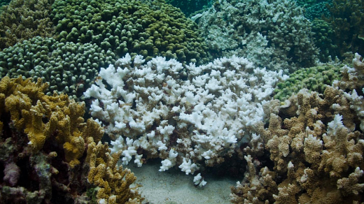 Pohled na část korálového útesu s různě vybělenými koráli..png