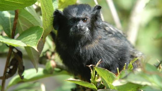 Tamarín žlutoruký