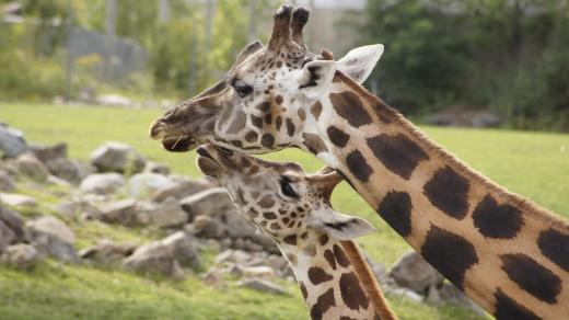 Žirafa s mládětem