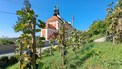 Slovácko, úroda vína 2023