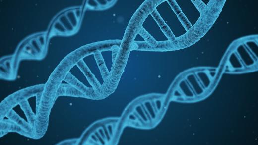 DNA - geny - genom