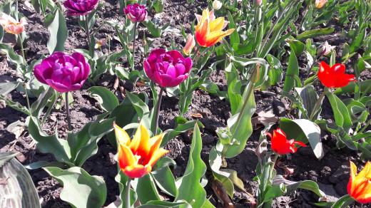 Tulipány v olomouckém parku (Ilustrační foto)