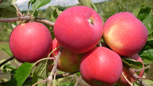 Letní odrůda jabloně Allegro
