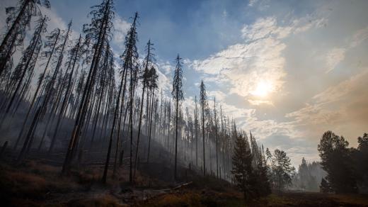 Shořelé lesy v Českém Švýcarsku