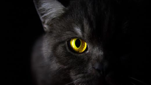 Proč kočkám ve tmě "svítí" oči?
